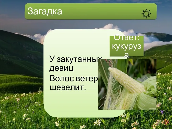 Загадка У закутанных девиц Волос ветер шевелит. Ответ: кукуруза