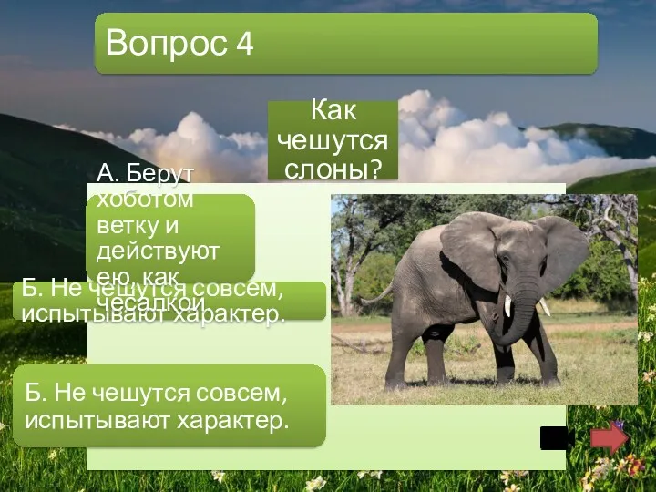 Вопрос 4 Как чешутся слоны? Б. Не чешутся совсем, испытывают