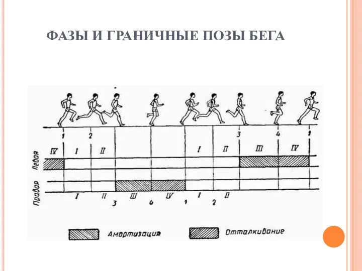 ФАЗЫ И ГРАНИЧНЫЕ ПОЗЫ БЕГА