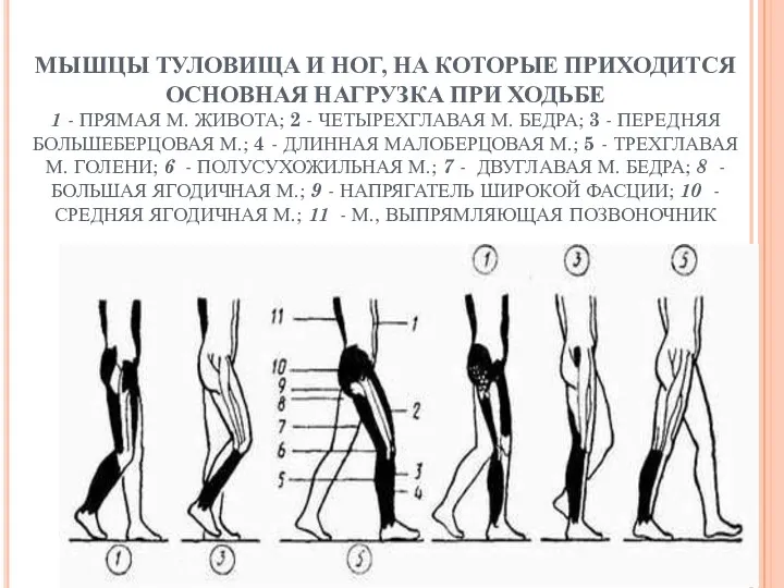 МЫШЦЫ ТУЛОВИЩА И НОГ, НА КОТОРЫЕ ПРИХОДИТСЯ ОСНОВНАЯ НАГРУЗКА ПРИ