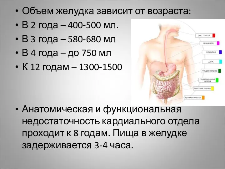 Объем желудка зависит от возраста: В 2 года – 400-500