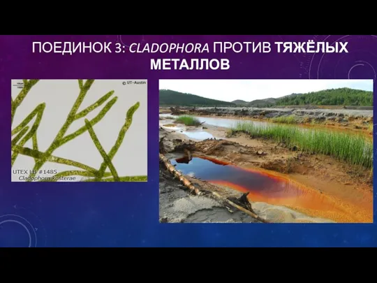 ПОЕДИНОК 3: CLADOPHORA ПРОТИВ ТЯЖЁЛЫХ МЕТАЛЛОВ