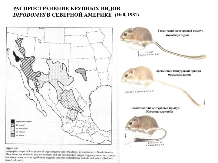 РАСПРОСТРАНЕНИЕ КРУПНЫХ ВИДОВ DIPODOMYS В СЕВЕРНОЙ АМЕРИКЕ (Hall, 1981)