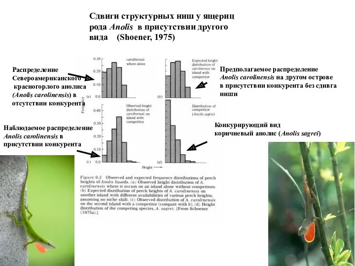 Сдвиги структурных ниш у ящериц рода Anolis в присутствии другого