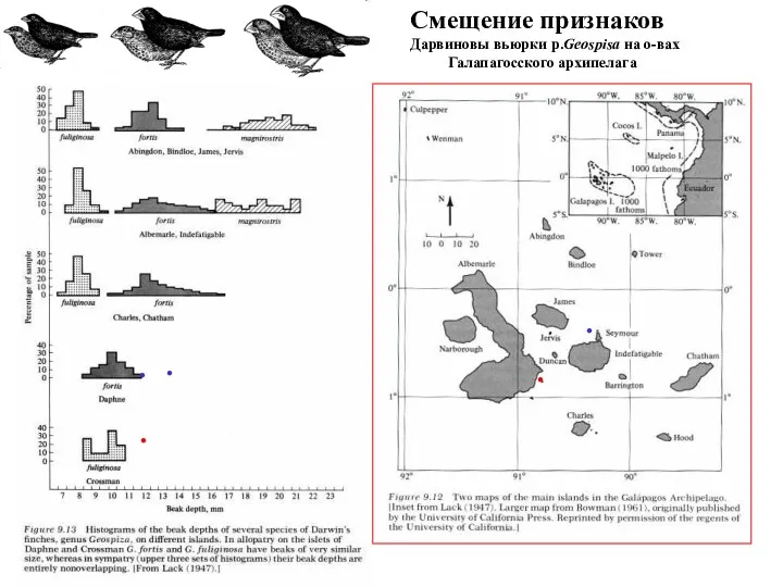 Смещение признаков Дарвиновы вьюрки p.Geospisa на о-вах Галапагосского архипелага . . . . . . .