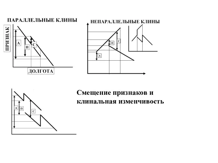 Смещение признаков и клинальная изменчивость