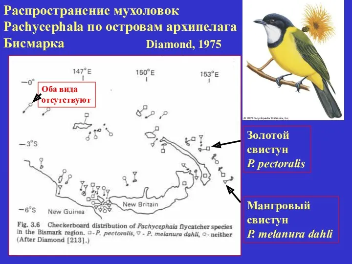 Распространение мухоловок Pachycephala по островам архипелага Бисмарка Золотой свистун P.