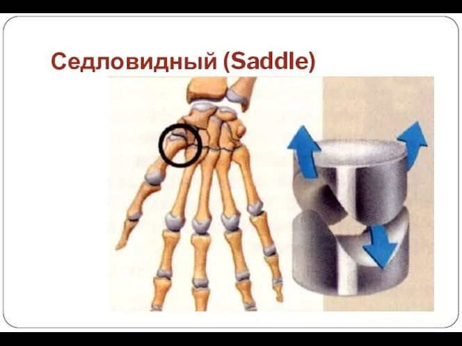 Седловидный (Saddle)