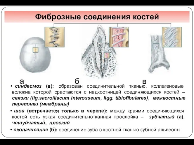 Фиброзные соединения костей синдесмоз (в): образован соединительной тканью, коллагеновые волокна