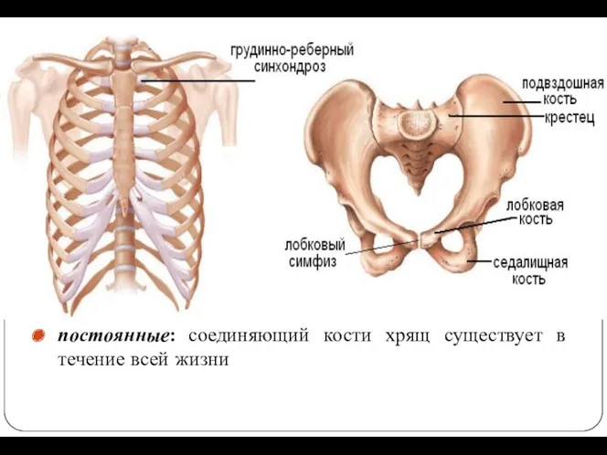 постоянные: соединяющий кости хрящ существует в течение всей жизни