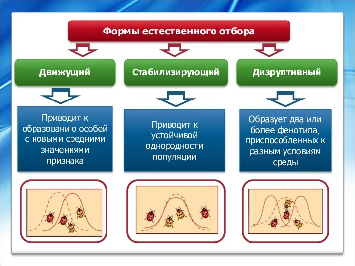 Формы естественного отбора Движущий Стабилизирующий Дизруптивный Приводит к образованию особей