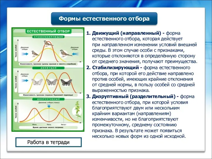 1. Движущий (направленный) - форма естественного отбора, которая действует при