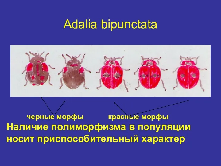 Adalia bipunctata черные морфы красные морфы Наличие полиморфизма в популяции носит приспособительный характер