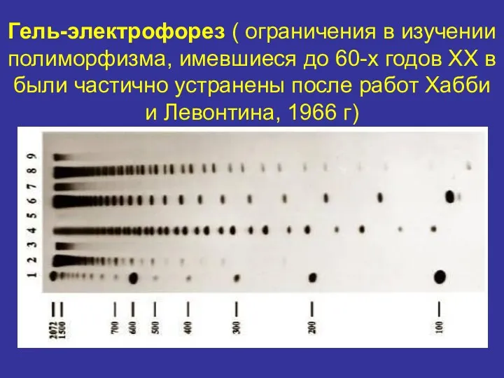 Гель-электрофорез ( ограничения в изучении полиморфизма, имевшиеся до 60-х годов