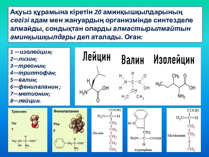 1 —изолейцин; 2—лизин; 3—треонин; 4—триптофан; 5—валин; 6—фенилаланин ; 7—метионин; 8—лейцин. Ақуыз құрамына кіретін