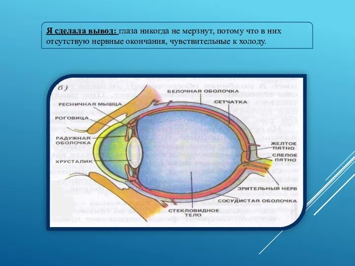 Я сделала вывод: глаза никогда не мерзнут, потому что в