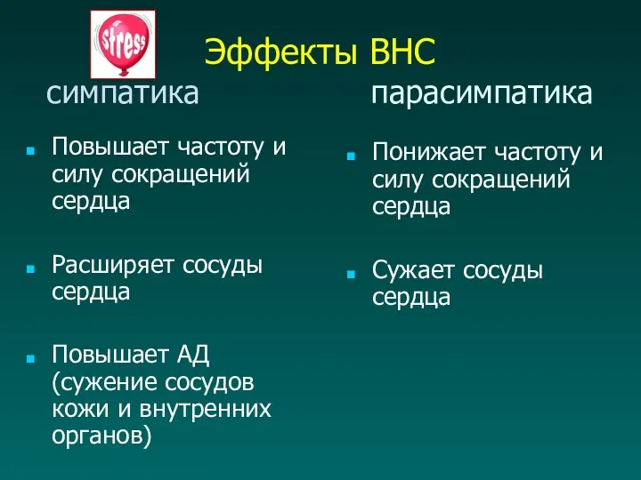 Эффекты ВНС симпатика парасимпатика Повышает частоту и силу сокращений сердца