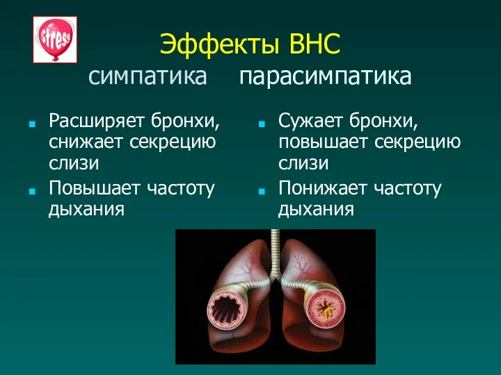 Эффекты ВНС симпатика парасимпатика Расширяет бронхи, снижает секрецию слизи Повышает