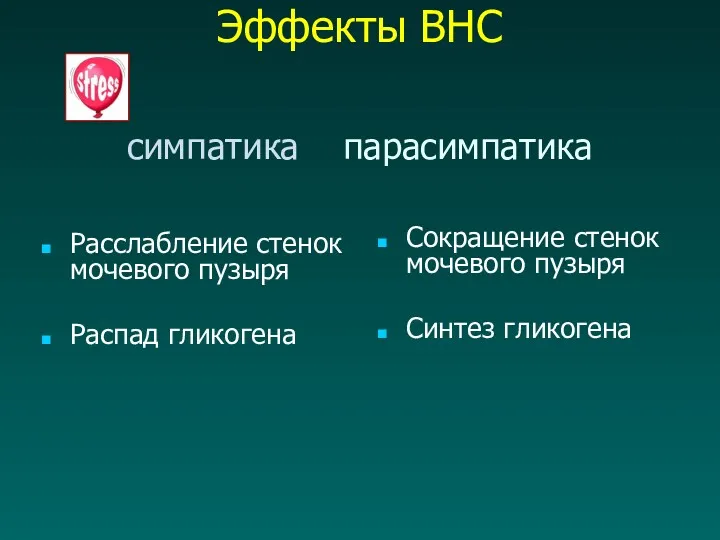 Эффекты ВНС симпатика парасимпатика Расслабление стенок мочевого пузыря Распад гликогена Сокращение стенок мочевого пузыря Синтез гликогена