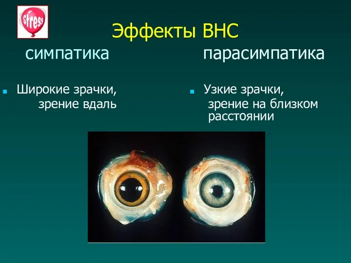 Эффекты ВНС симпатика парасимпатика Широкие зрачки, зрение вдаль Узкие зрачки, зрение на близком расстоянии