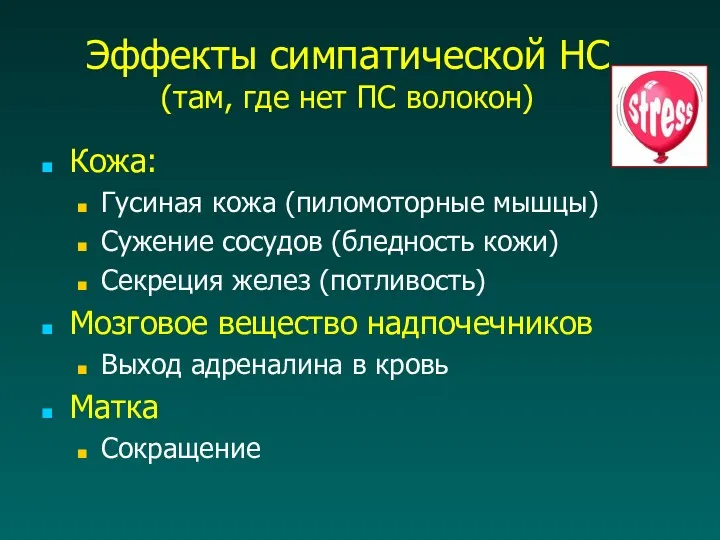 Эффекты симпатической НС (там, где нет ПС волокон) Кожа: Гусиная