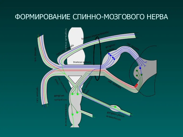 ФОРМИРОВАНИЕ СПИННО-МОЗГОВОГО НЕРВА