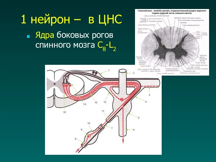 1 нейрон – в ЦНС Ядра боковых рогов спинного мозга C8-L2