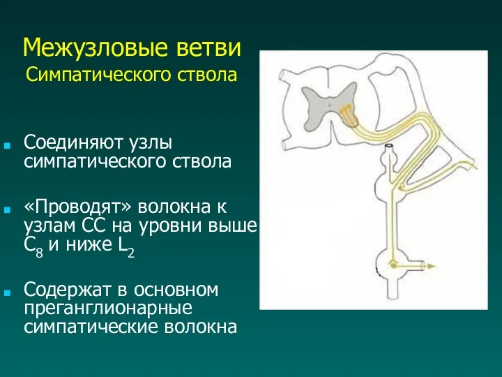 Межузловые ветви Симпатического ствола Соединяют узлы симпатического ствола «Проводят» волокна