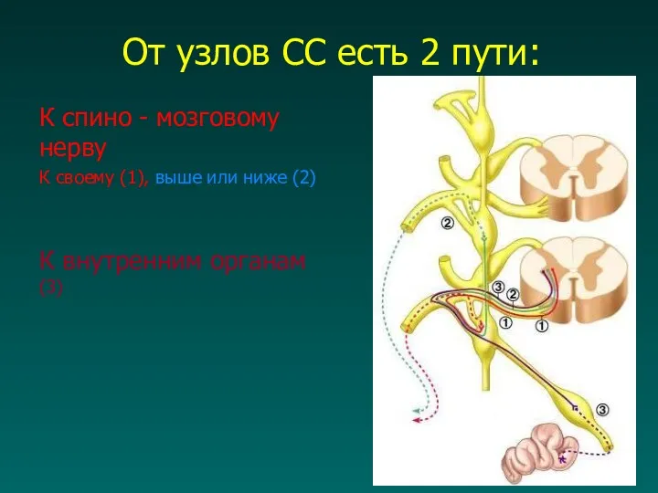 От узлов СС есть 2 пути: К спино - мозговому