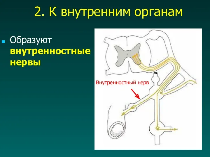 Образуют внутренностные нервы Внутренностный нерв 2. К внутренним органам