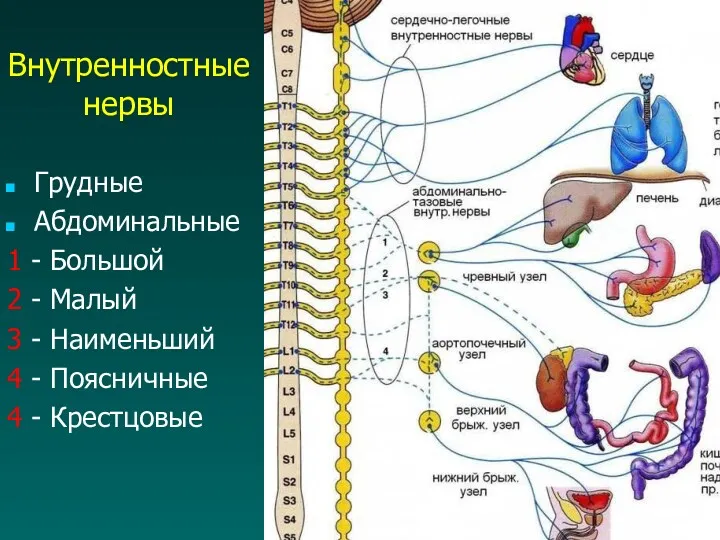 Внутренностные нервы Грудные Абдоминальные 1 - Большой 2 - Малый