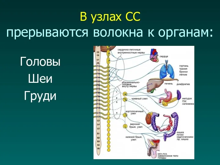 В узлах СС прерываются волокна к органам: Головы Шеи Груди