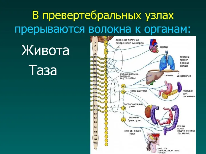 В превертебральных узлах прерываются волокна к органам: Живота Таза