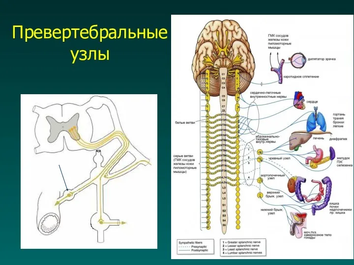 Превертебральные узлы