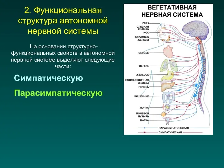 Симпатическую Парасимпатическую 2. Функциональная структура автономной нервной системы На основании