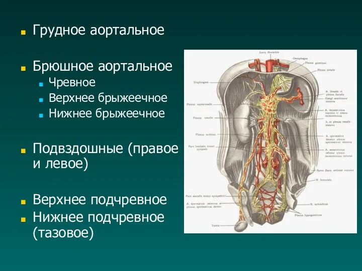 Грудное аортальное Брюшное аортальное Чревное Верхнее брыжеечное Нижнее брыжеечное Подвздошные