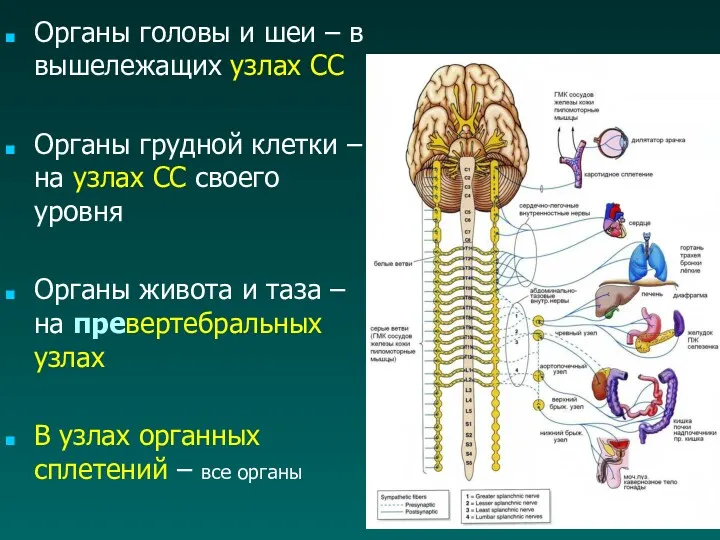 Органы головы и шеи – в вышележащих узлах СС Органы