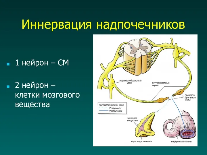 Иннервация надпочечников 1 нейрон – СМ 2 нейрон – клетки мозгового вещества