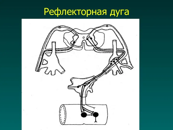 Рефлекторная дуга