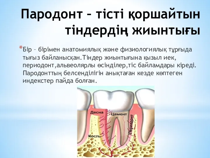 Пародонт – тісті қоршайтын тіндердің жиынтығы Бір – бірімен анатомиялық