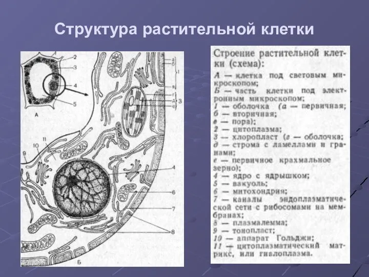 Структура растительной клетки