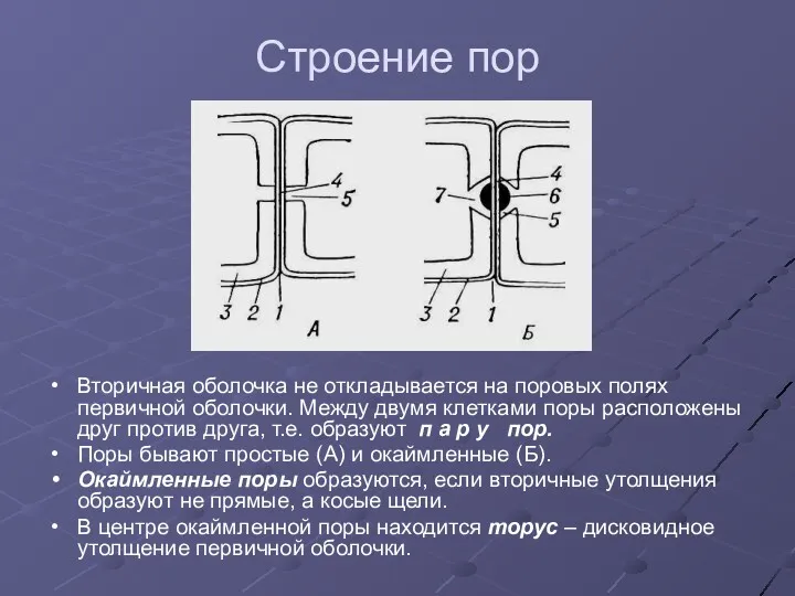 Строение пор Вторичная оболочка не откладывается на поровых полях первичной оболочки. Между двумя