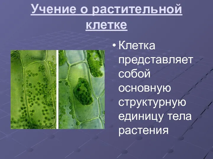 Учение о растительной клетке Клетка представляет собой основную структурную единицу тела растения