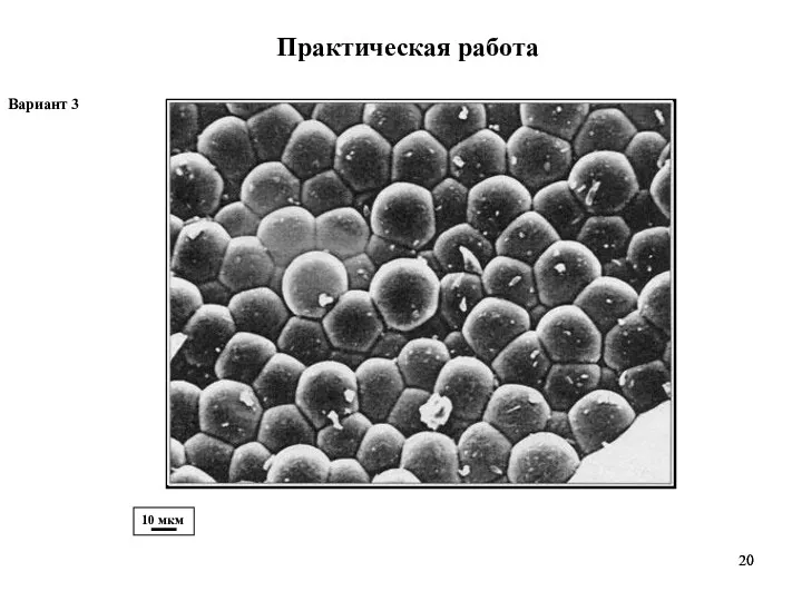Практическая работа 10 мкм Вариант 3
