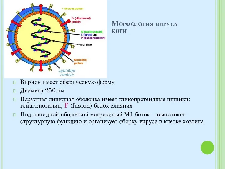 Морфология вируса кори Вирион имеет сферическую форму Диаметр 250 нм