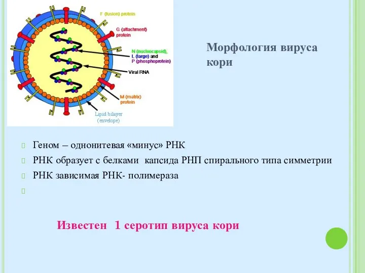 Геном – однонитевая «минус» РНК РНК образует с белками капсида