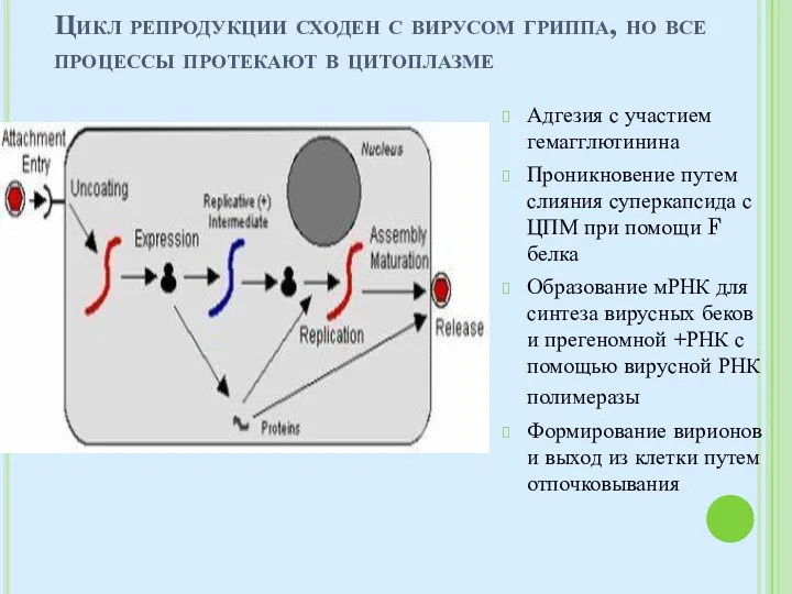 Цикл репродукции сходен с вирусом гриппа, но все процессы протекают