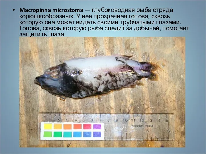 Macropinna microstoma — глубоководная рыба отряда корюшкообразных. У неё прозрачная