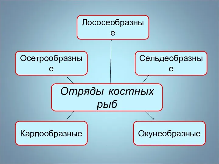 Осетрообразные Лососеобразные Сельдеобразные Карпообразные Окунеобразные Отряды костных рыб