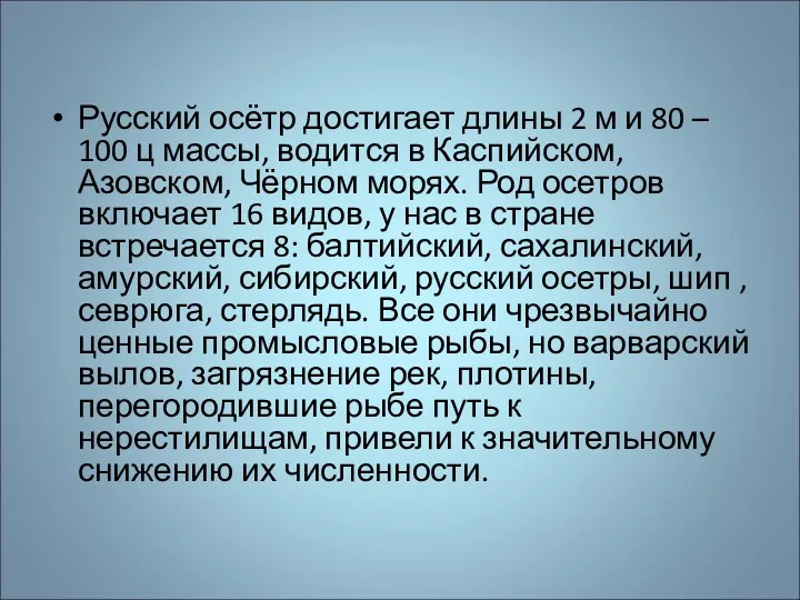 Русский осётр достигает длины 2 м и 80 – 100